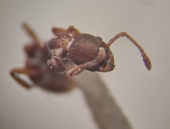 Myrmica stangeana