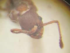 Myrmica stangeana