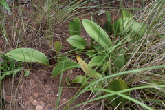 Eriospermum mackenii