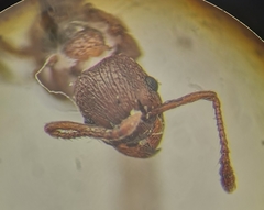 Myrmica stangeana