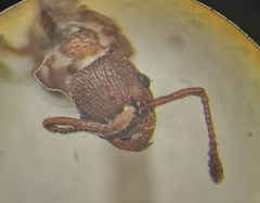 Myrmica stangeana