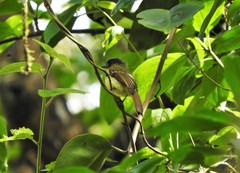 Leptopogon rufipectus