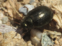 Chrysolina lepida