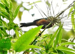Catamblyrhynchus diadema