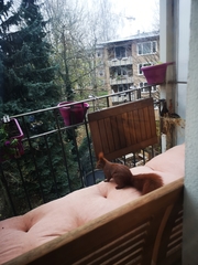 Sciurus vulgaris