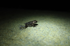 Bufo stejnegeri