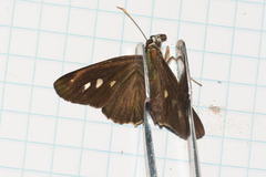 Carystus rufoventris