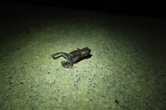 Bufo stejnegeri