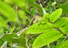 Leptopogon rufipectus