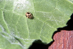 Psyllobora bicongregata