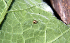 Psyllobora bicongregata