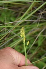 Eriospermum mackenii