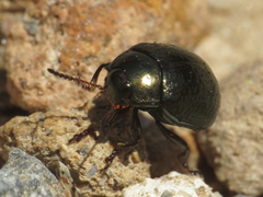 Chrysolina lepida