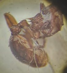 Myrmica stangeana
