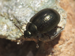 Chrysolina lepida