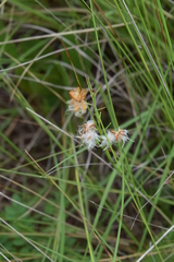 Eriospermum mackenii