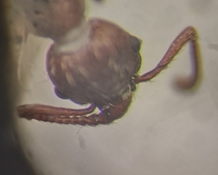 Myrmica stangeana