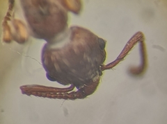 Myrmica stangeana