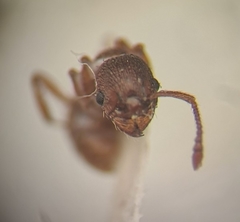 Myrmica stangeana