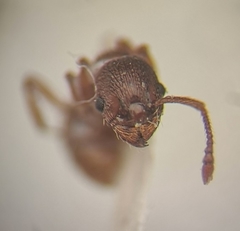 Myrmica stangeana