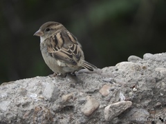 Passer domesticus