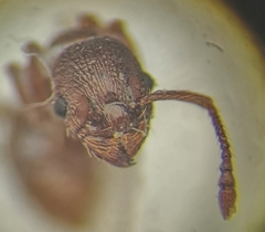 Myrmica stangeana