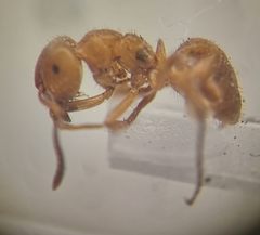 Lasius umbratus