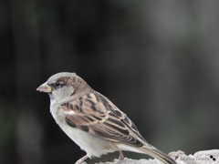 Passer domesticus