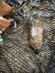 Nandus nebulosus