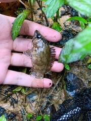 Nandus nebulosus