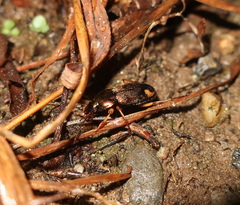 Chlaenius virgulifer