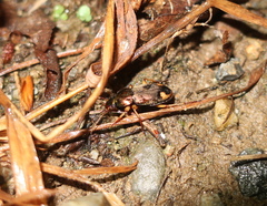 Chlaenius virgulifer