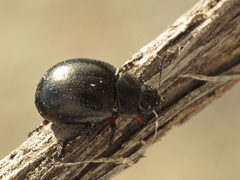 Chrysolina lepida