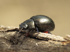 Chrysolina lepida