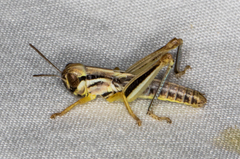 Phoetaliotes nebrascensis