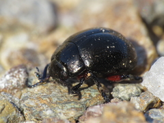Chrysolina lepida