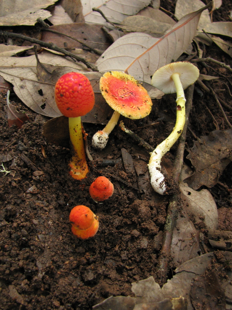 Red Volva Amanita