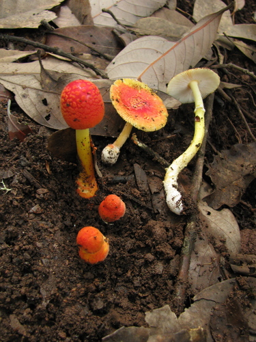 Amanita rubrovolvata S.Imai