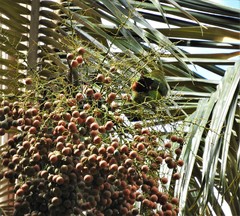 Ceroxylon quindiuense