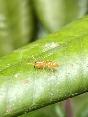 Myrmecotypus