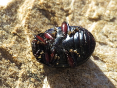 Chrysolina lepida