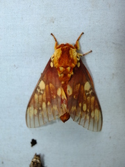 Citheronia hamifera