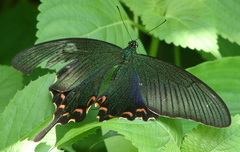 Papilio dehaanii