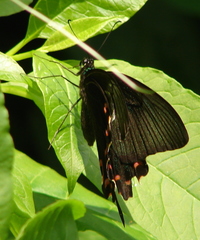 Papilio dehaanii