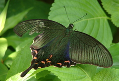 Papilio dehaanii