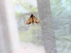 Cnaphalocrocis trebiusalis