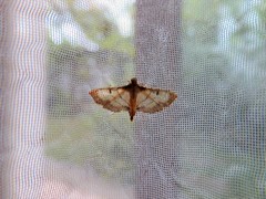 Cnaphalocrocis trebiusalis