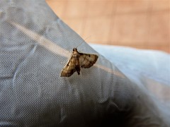 Cnaphalocrocis trebiusalis