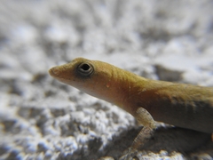 Anolis macrophallus