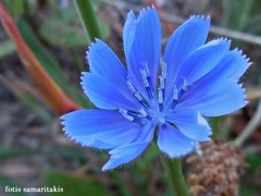 Cichorium pumilum